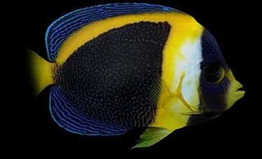 scribbled angelfish