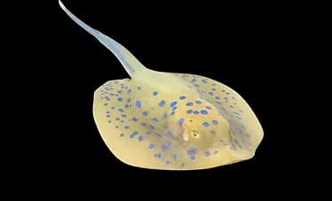 blue spotted stingray