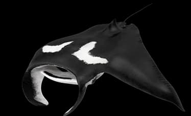 manta ray