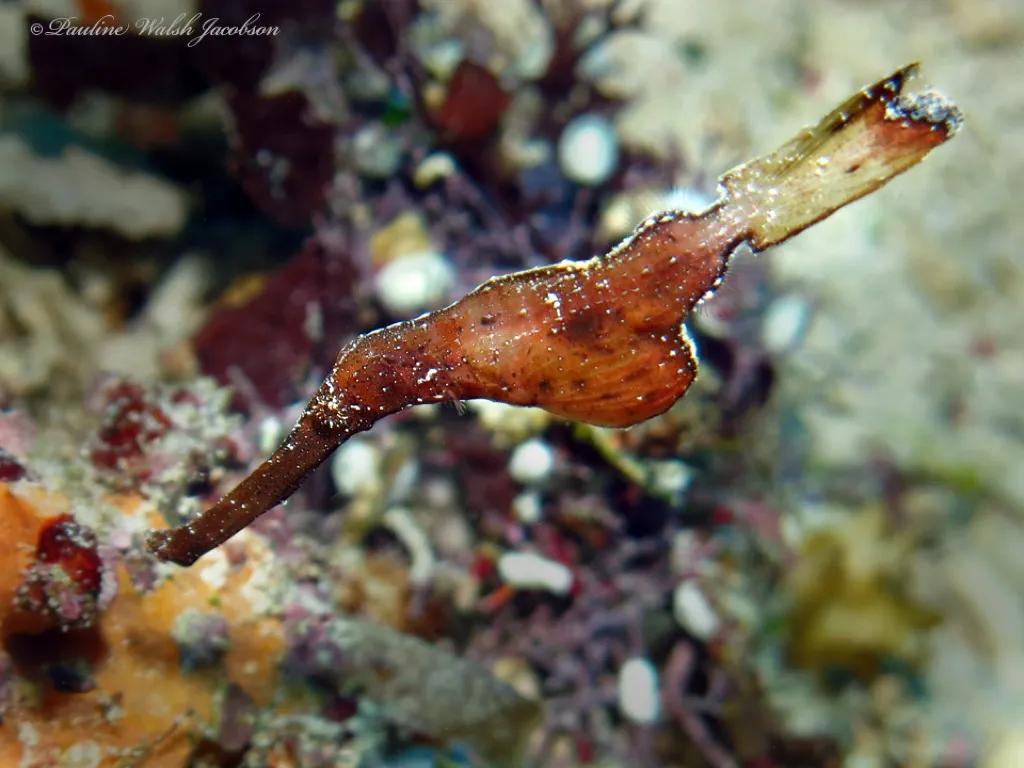 Ghost Pipefish