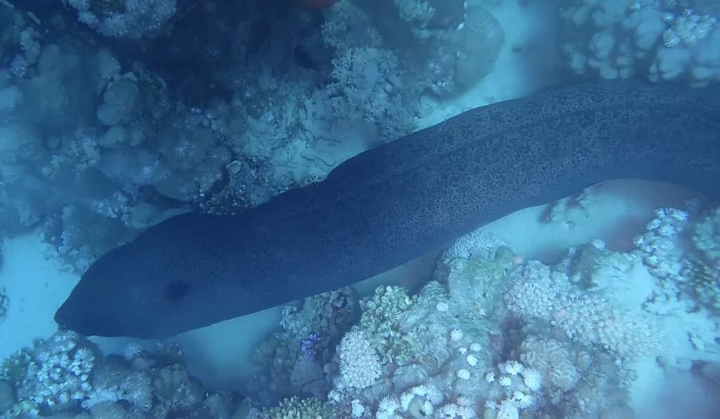 Eel