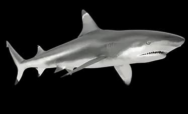 blacktip shark