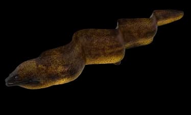 moray eel