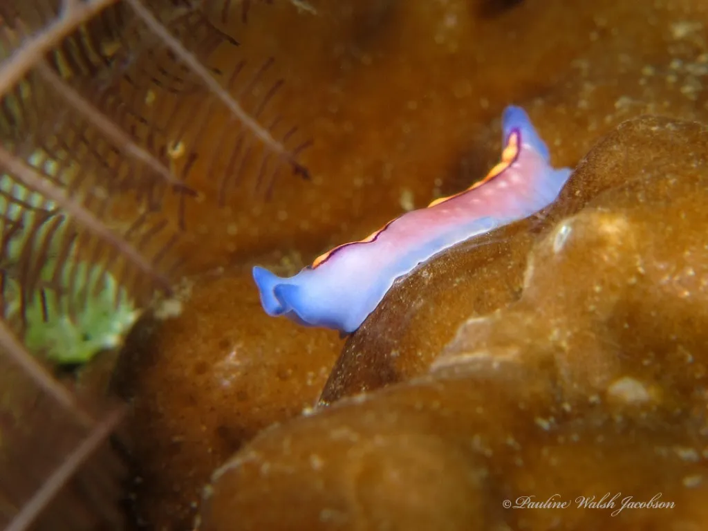 Flatworm