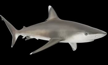 whitetip shark