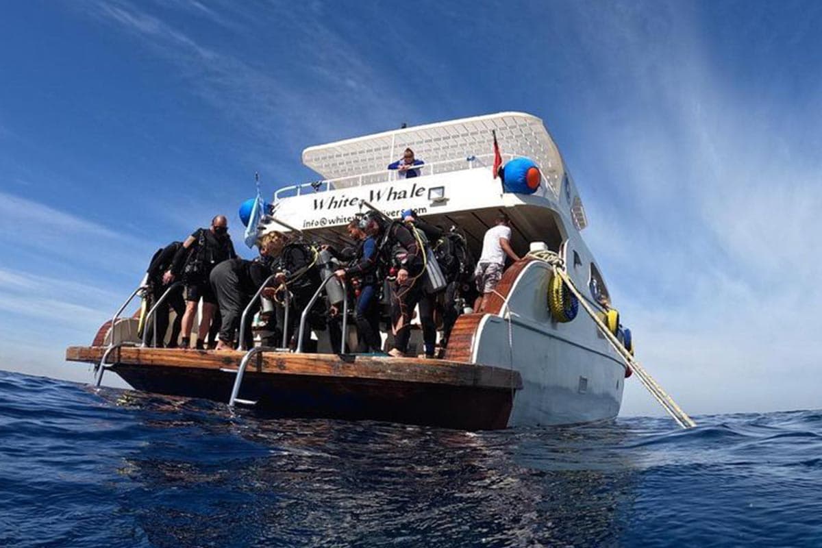 White Whale Divers - Cover Photo