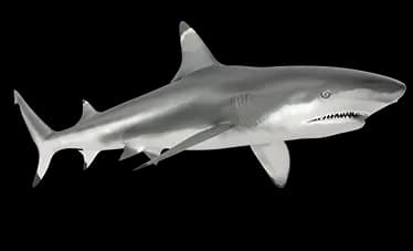 blacktip shark