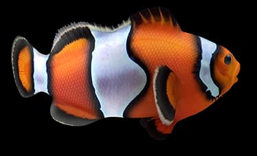 clownfish