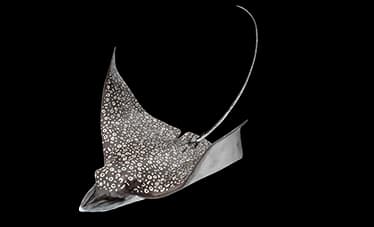 eagle ray