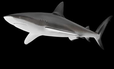 grey reef shark