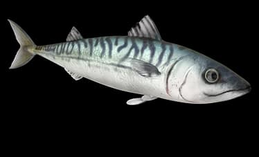 mackerel