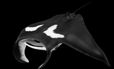 manta ray