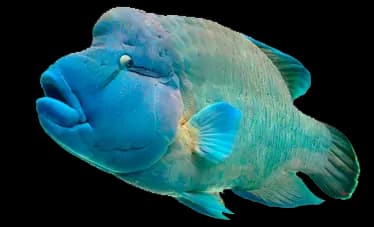 napoleon wrasse