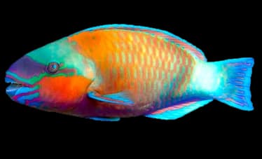 parrotfish