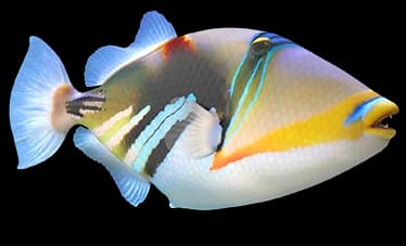 picasso triggerfish