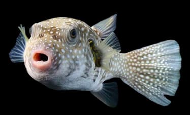 pufferfish