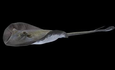 stingray