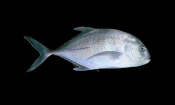 trevally